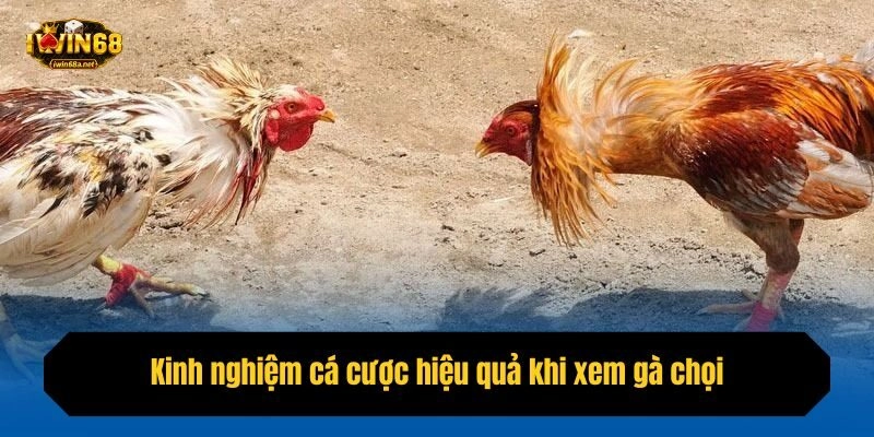Kinh nghiệm cá cược hiệu quả khi xem gà chọi