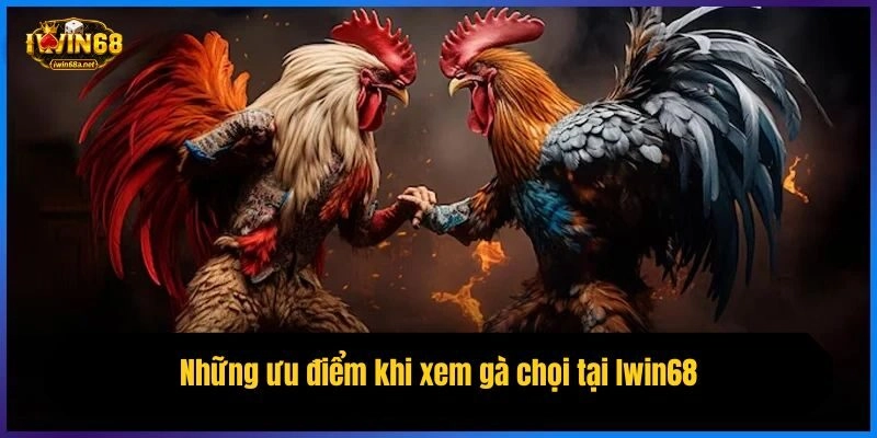 Những ưu điểm khi xem gà chọi tại Iwin68